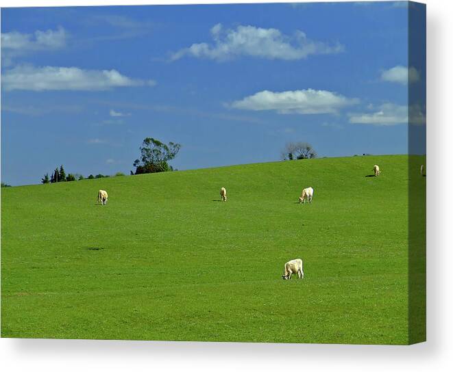 Animal Themes Canvas Print featuring the photograph Grazing Cows At A Green Pasture by Alex Joukowski