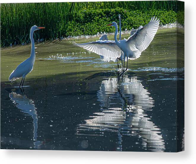 Great White Egret Canvas Print featuring the photograph Great White Egret 8 by Rick Mosher