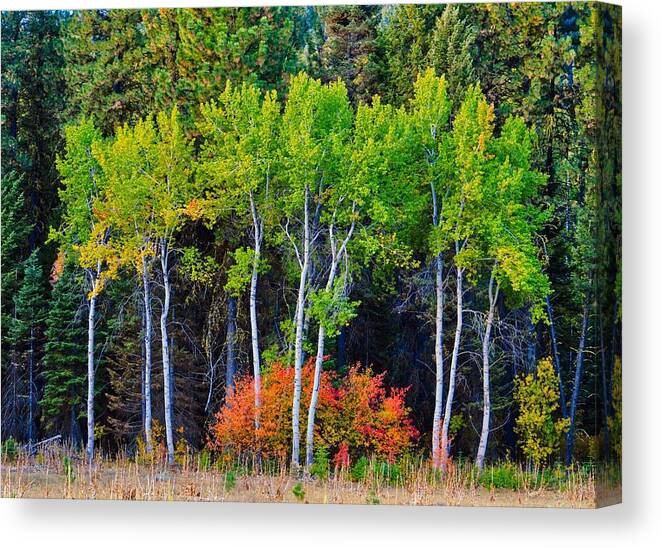 Idaho Canvas Print featuring the photograph Green Aspens Red Bushes by Tom Gresham