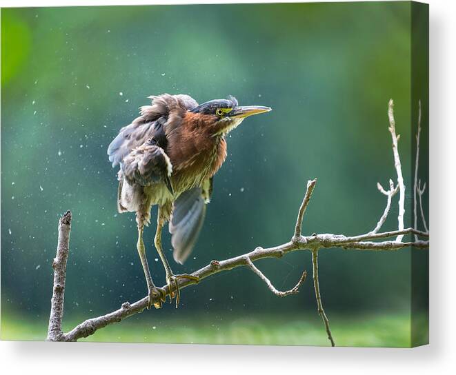 Animals Canvas Print featuring the photograph Green Heron Shaking Off by Kevin Wang