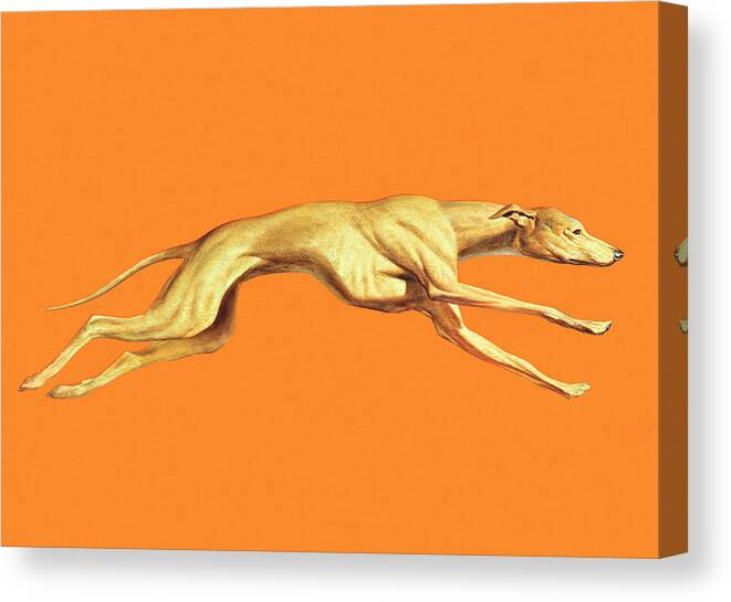 Activity Canvas Print featuring the drawing Greyhound Dog Running by CSA Images