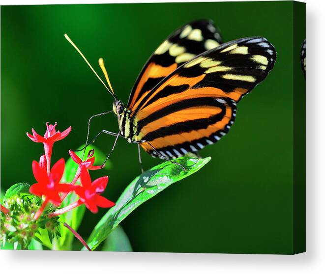 Animal Themes Canvas Print featuring the photograph Heliconius Istmenius Feeding On Pentas by Lasting Image By Pedro Lastra