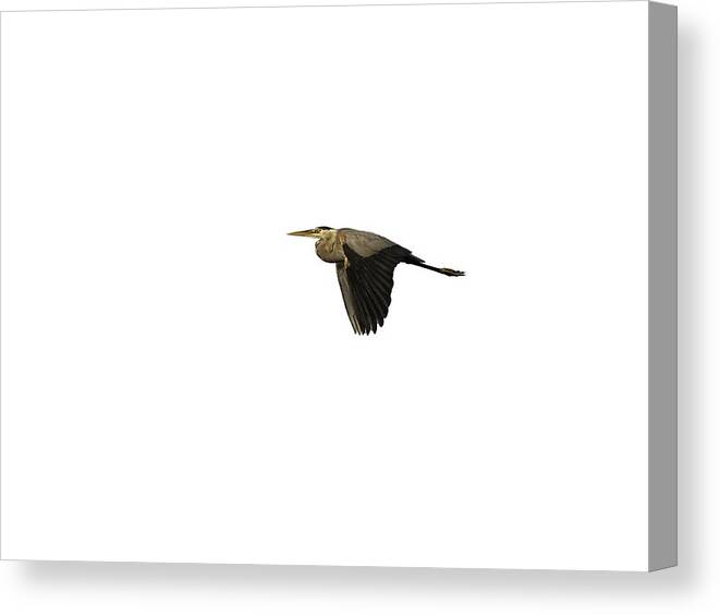 Great Blue Heron Canvas Print featuring the photograph Isolated Great Blue Heron 2019-2 by Thomas Young