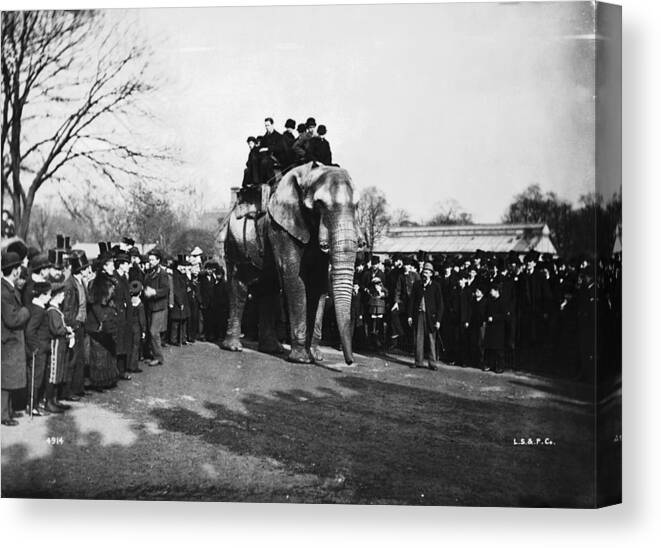 Crowd Canvas Print featuring the photograph Jumbo At London Zoo by London Stereoscopic Company