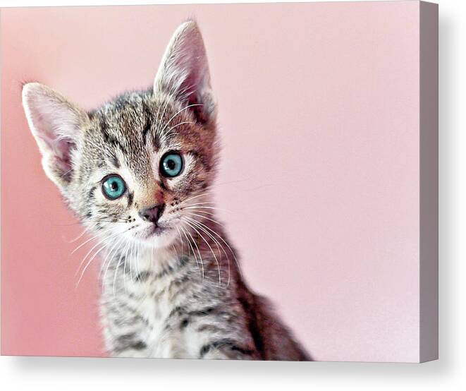 Pets Canvas Print featuring the photograph Kitty by Nevena Uzurov