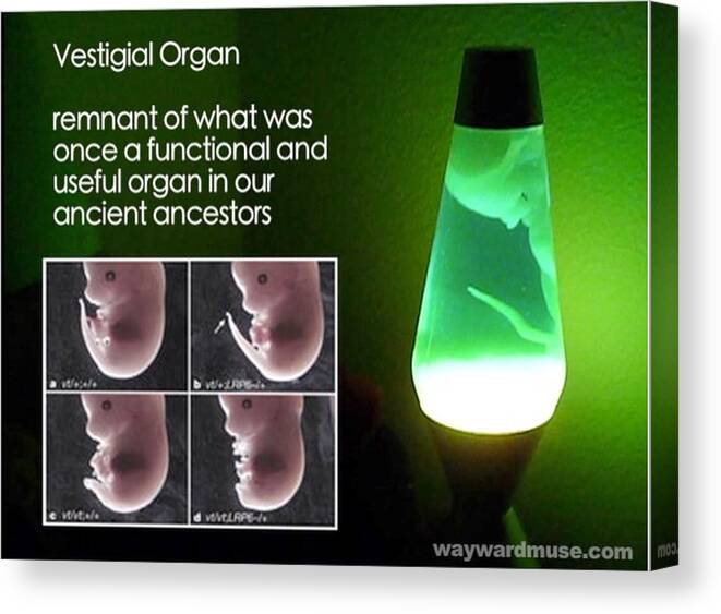 Alien Canvas Print featuring the photograph Lava Lamp Embryo by Judy Kennedy