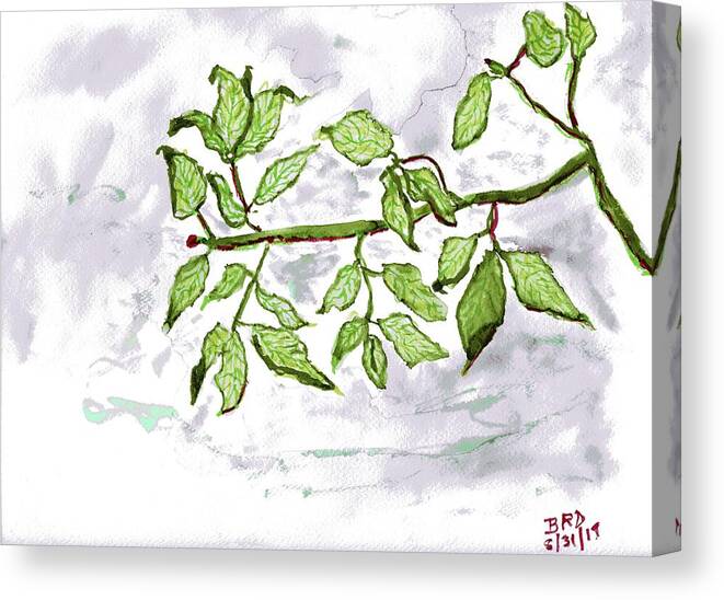Leaves Canvas Print featuring the painting Leaves by Branwen Drew