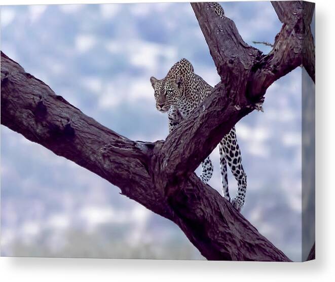 Leopard Canvas Print featuring the photograph Leopard on the lookout by Roni Chastain
