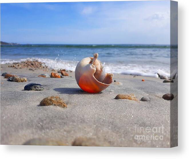 Shell Canvas Print featuring the photograph Let The Sunshine In/ Inner Peace by Dani McEvoy