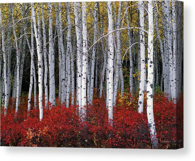Leland Howard Canvas Print featuring the photograph Light in Forest by Leland D Howard