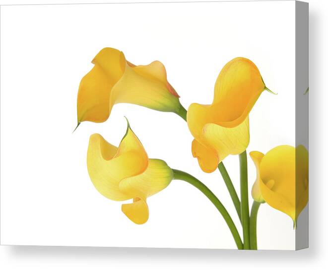 White Background Canvas Print featuring the photograph Lillie In Yellow And Green by Brandonrobbins.com/www