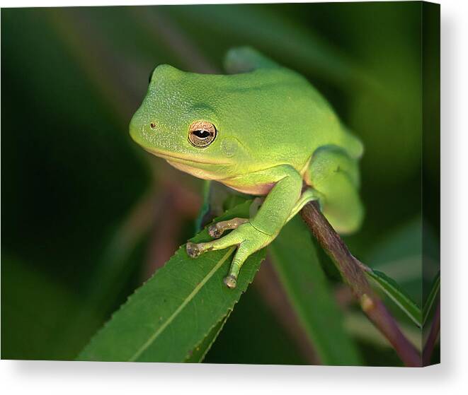 Frog Canvas Print featuring the photograph Lime Light Lounger by Art Cole