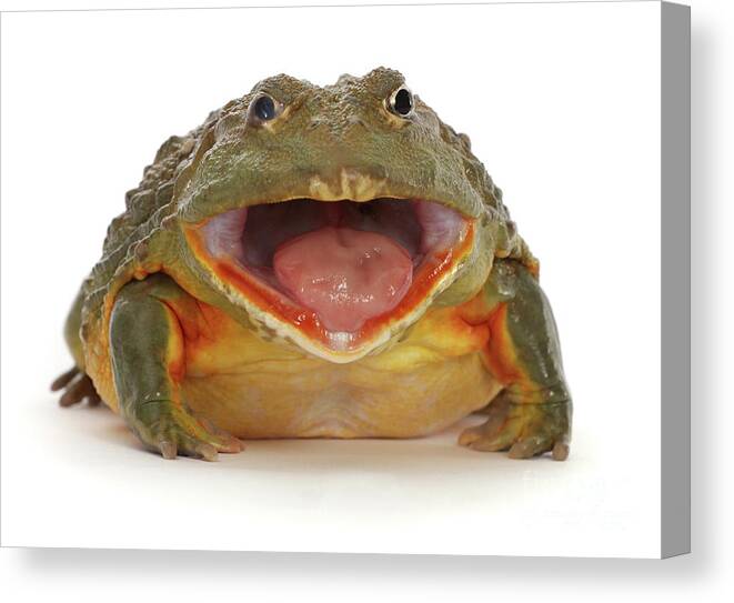 African Bullfrog Canvas Print featuring the photograph Load of Bull-frog by Warren Photographic