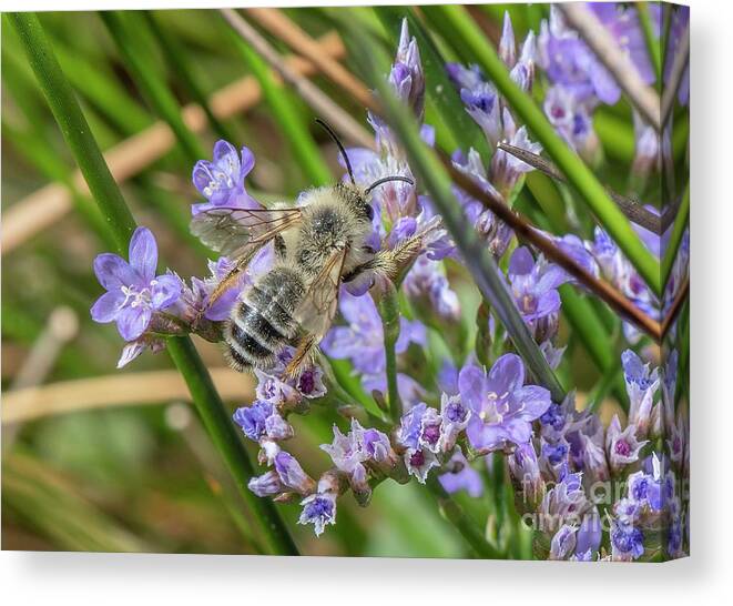 Flower Canvas Print featuring the photograph Male Ashy Mining-bee by Bob Gibbons/science Photo Library