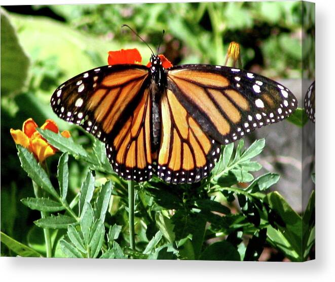 Butterfly Canvas Print featuring the photograph Monarchy by Misty Morehead