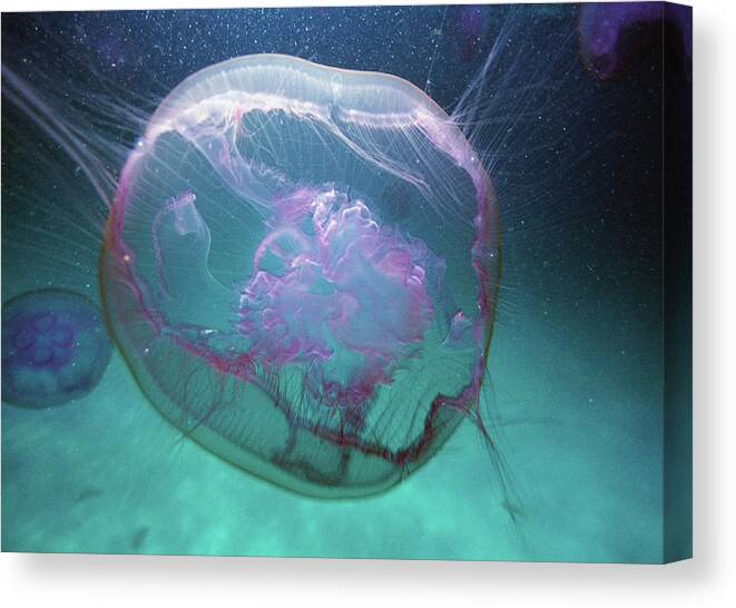 Underwater Canvas Print featuring the photograph Moon Jellyfish Aurelia Aurita by Karan Kapoor