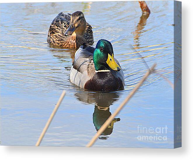 Mr And Mrs Duck Canvas Print featuring the photograph Mr and Mrs Duck by Andy Thompson