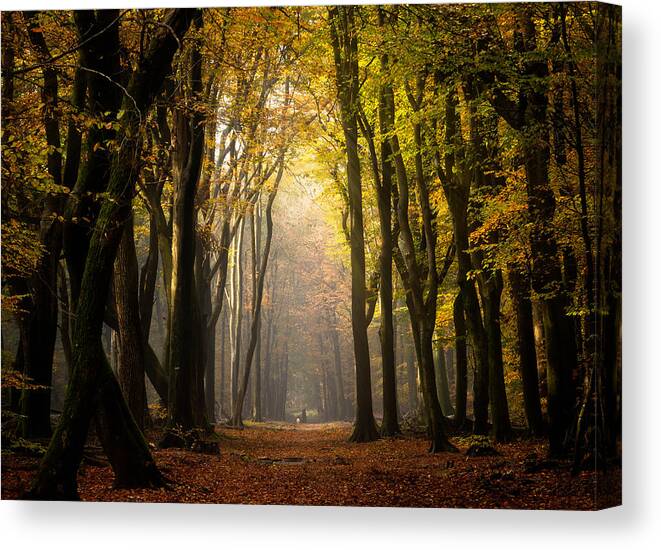 Forest Canvas Print featuring the photograph Mysterious Forest by Yang Jiao
