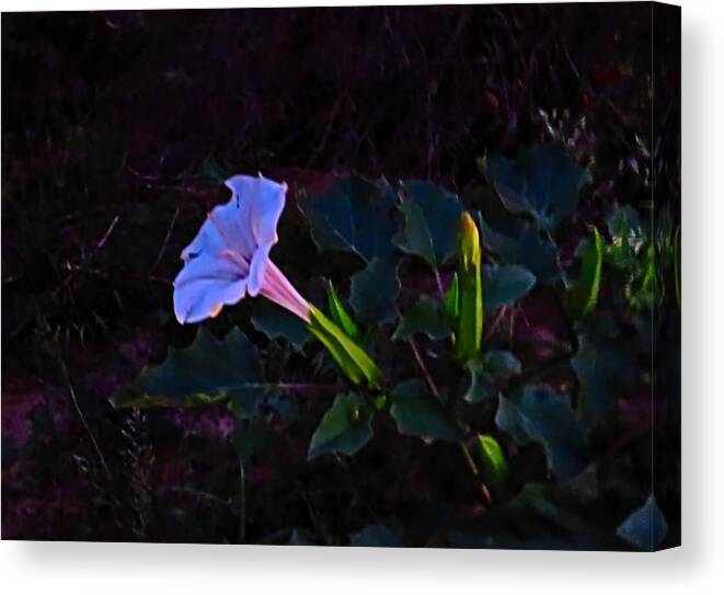 Arizona Canvas Print featuring the photograph Mysterious Moonflower by Judy Kennedy