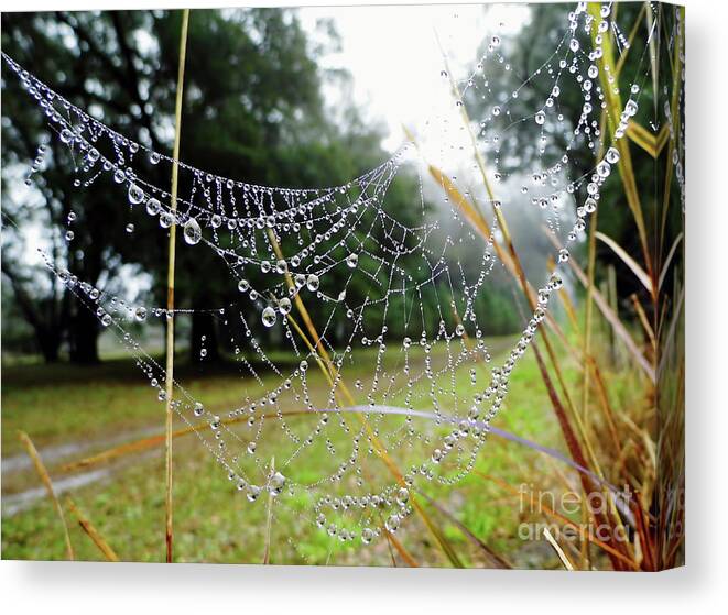 Spider Web Canvas Print featuring the photograph Natures Pearls by D Hackett