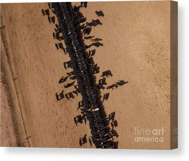 Finance And Economy Canvas Print featuring the photograph New South Wales Farmers Battle by Brook Mitchell