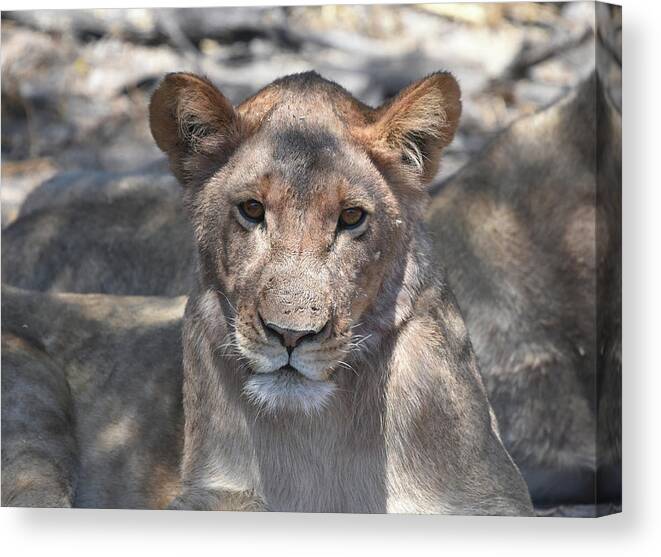 Lion Canvas Print featuring the photograph Okavango Lioness by Ben Foster