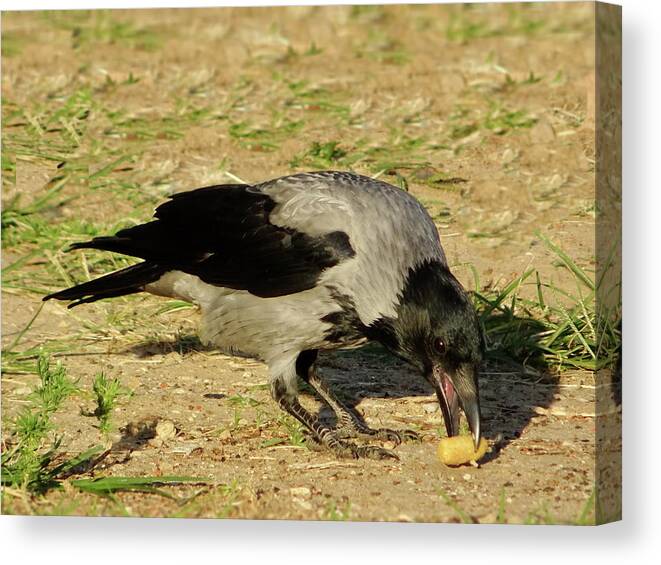 Hooded Crow Canvas Print featuring the photograph Omnivorous Hooded Crow by Lyuba Filatova