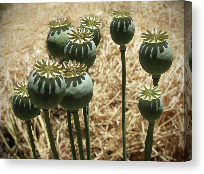Mendocino Canvas Print featuring the photograph Opium Poppy Pods by Mendocino Coast Films