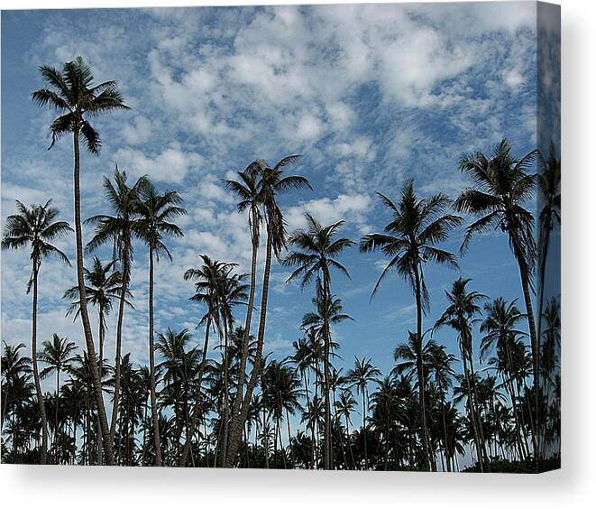 Tranquility Canvas Print featuring the photograph Palms Against Blue Sky by Rupankar Mahanta Photography (www.rupankar.in)