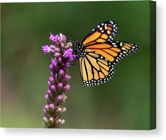 Butterfly Canvas Print featuring the photograph Passion for Purple by Art Cole