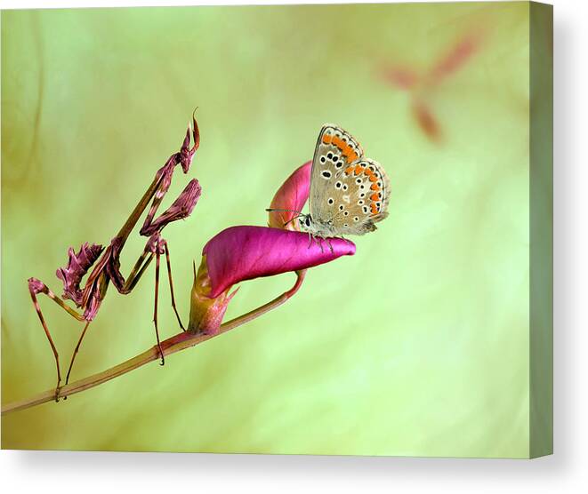 Mantis Canvas Print featuring the photograph Patience by Jimmy Hoffman