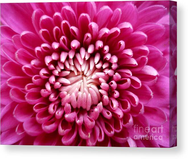 Pink Canvas Print featuring the photograph Pink Flower by Barbol