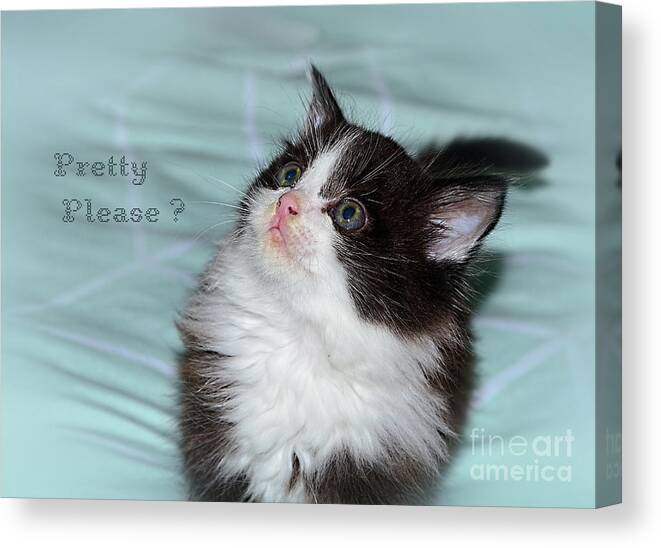 Pretty Please Canvas Print featuring the photograph Pretty Please? Cute Kitten by Kaye Menner by Kaye Menner