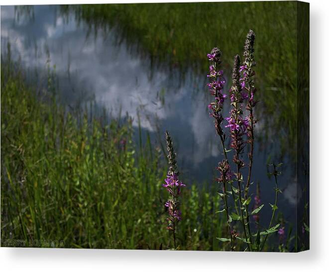 Purple Loosestrife Canvas Print featuring the photograph Purple Daydream by Jerry LoFaro