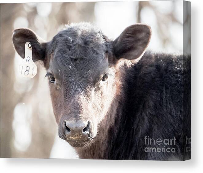 Cow Canvas Print featuring the drawing R181 Cow by Scott and Dixie Wiley