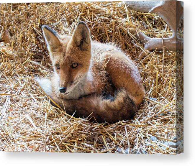 Red Fox Canvas Print featuring the photograph Red Fox by Phyllis Taylor