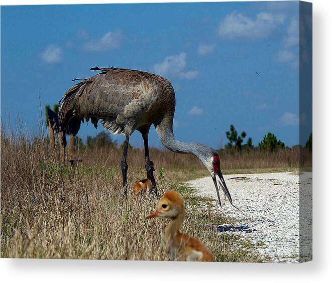 Crane Canvas Print featuring the photograph Sandhill Crane 037 by Christopher Mercer