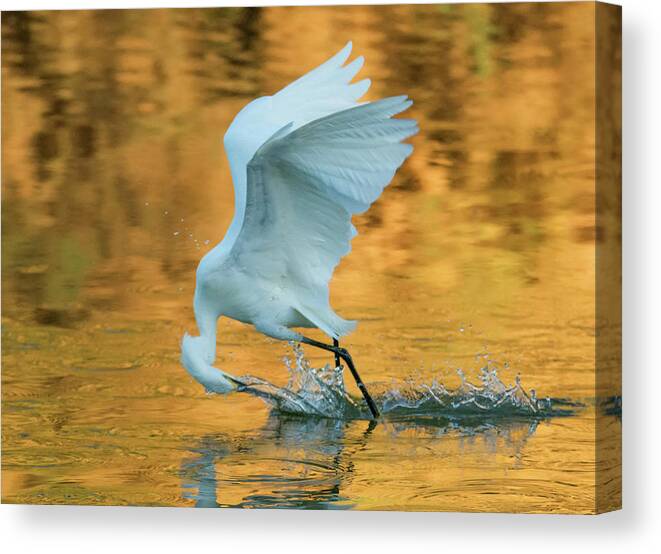 Snowy Egret Canvas Print featuring the photograph Snowy Egret Fishing 8645-061919 by Tam Ryan