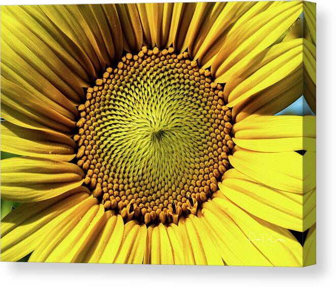 Sunflower Canvas Print featuring the photograph Sunflower by Pam DeCamp