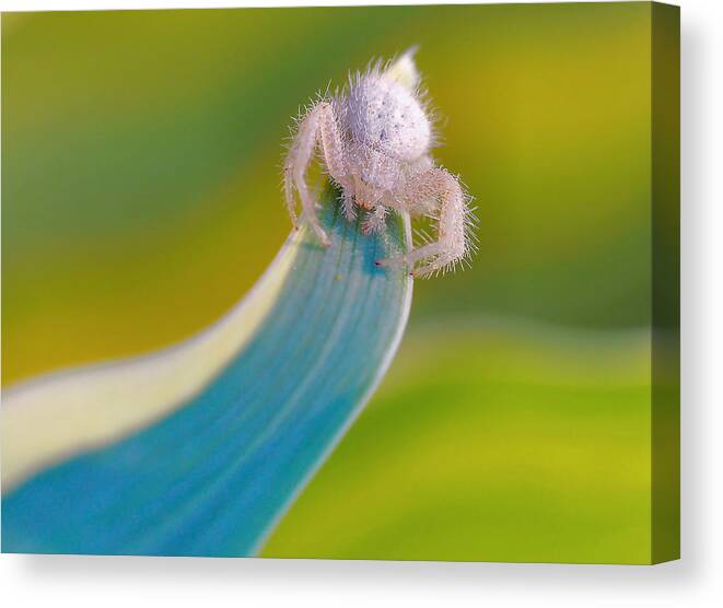 Crab Canvas Print featuring the photograph The Crab Spider... by Thierry Dufour