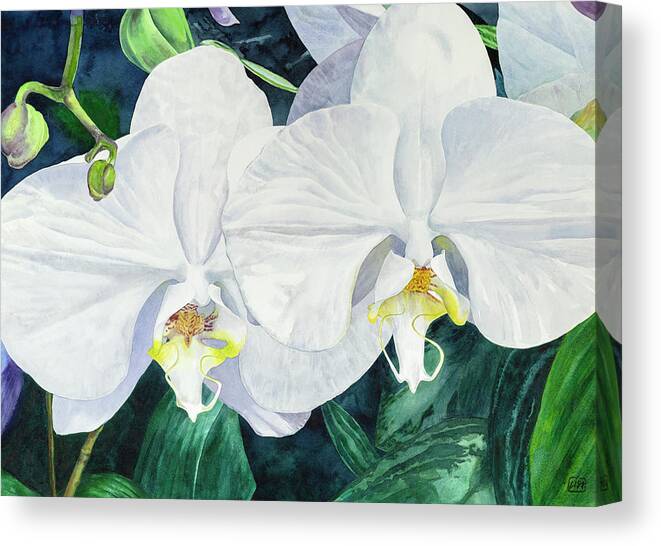 Flower Canvas Print featuring the painting Two White Orchids by Lisa Tennant
