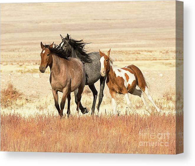 Mammal Canvas Print featuring the photograph Utah West Desert Horses by Dennis Hammer