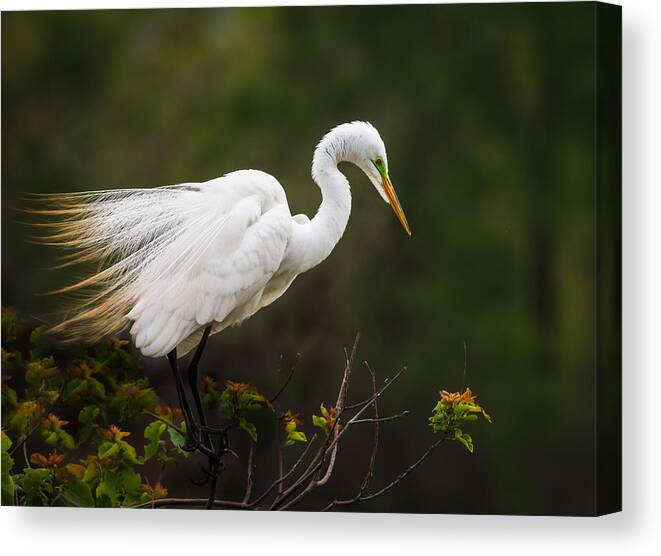 Wild Canvas Print featuring the photograph Watching From The Top by Marie Salmeron-serrano