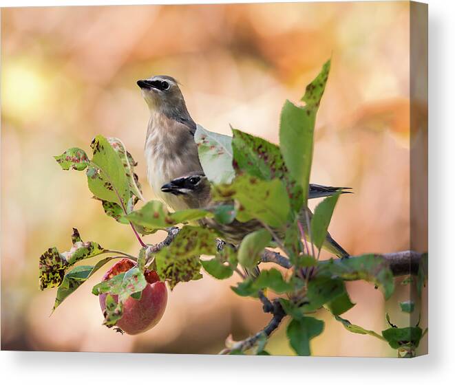Loree Johnson Photography Canvas Print featuring the photograph Waxwings Sharing by Loree Johnson