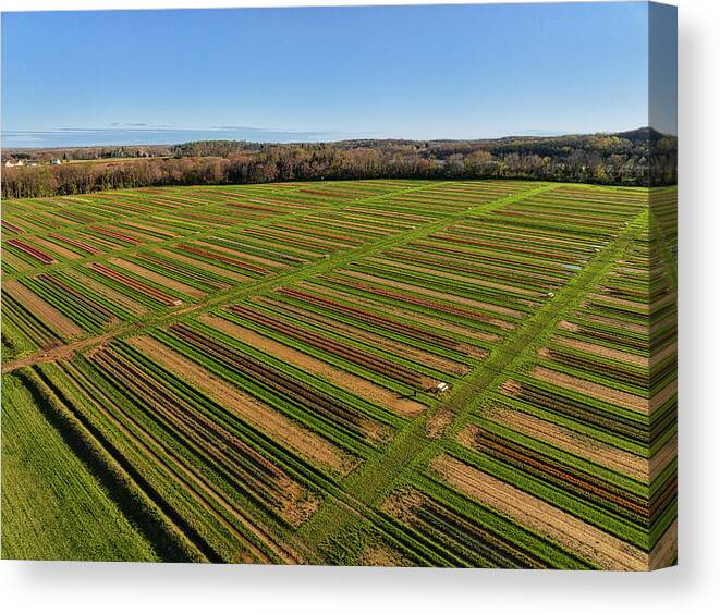 Tulip Canvas Print featuring the photograph Aerial Tulip Farm #5 by Susan Candelario