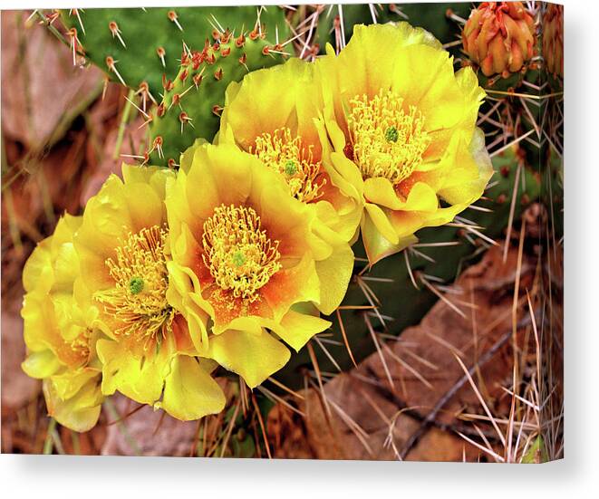 Cactus Canvas Print featuring the photograph Five Cactus Blossoms #1 by Bob Falcone