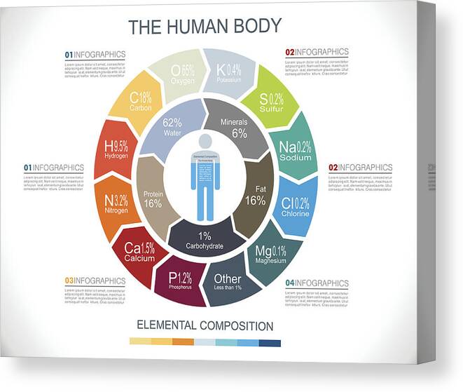 Mineral Canvas Print featuring the drawing Human Body Infographics #1 by Youst