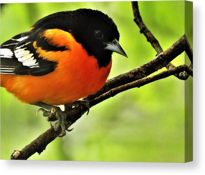 Orioles Canvas Print featuring the photograph Mister Baltimore #2 by Lori Frisch