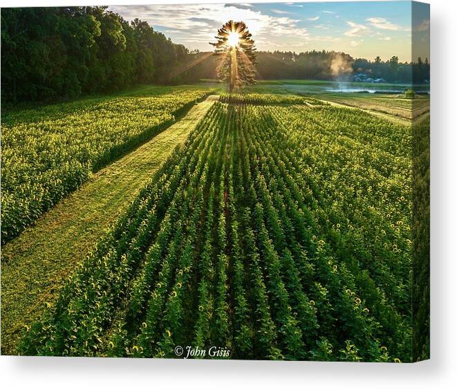  Canvas Print featuring the photograph Sunflower Sunrise #1 by John Gisis