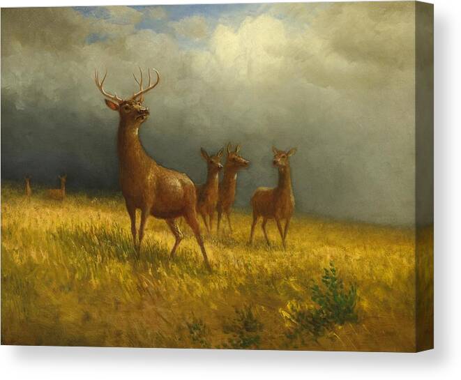 Animals Canvas Print featuring the painting Three Deer and a Stag #3 by Albert Bierstadt